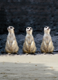 Erdmännchen