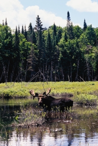  Algonquin