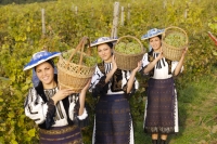 Rumänien Frauen bei Weinlese