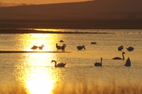 donau delta rumänien