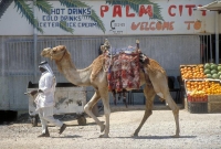 jericho israel bedouin kamel jericho israel bedouin kamel