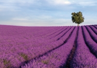 rhone provence