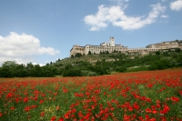 pdm assisi.jpg 1332794953.JPG