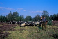 Lüneburger Heide