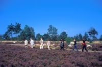 Lüneburger Heide Lüneburger Heide