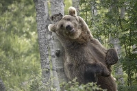 finnland lappland muonio bär im wald  finnland lappland muonio bär im wald 