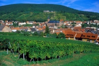 Deutschland, Pfalz, St. Martin, Wein, Weinstrasse