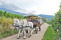 baden württemberg markgräflerland kutschfahrt planwagen baden württemberg markgräflerland kutschfahrt planwagen