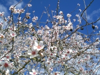 mallorca mandelblüte