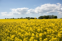 schweden südschweden skane österlen rapsfeld miriam_preis-canola_flower-840