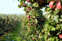 schweden südschweden skane österlen obst gemüse bauernhof miriam_preis-fruit_and_vegetable_farm-765