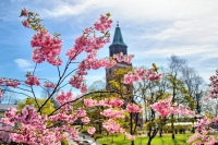 finnland turku kathedrale kirschblüten 782A6556_Turku Cathedral_Timo Oksanen