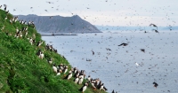 norwegen nordkap gjesvaerstappan papageientaucher A031-C126-07123J.0000000-1297259_800