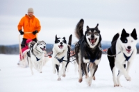 finnland lappland lapland winter husky hundeschlitten hundeschlittensafari huskies huskysafari