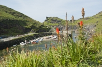 großbritannien england cornwall boscastle hafen