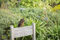 großbritannien england isle of wight ventnor botanic gardens botanischer garten eule the southern hemisphere garden VE25002