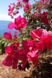 portugal madeira blume natur frühling rosa 1693468