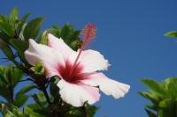 portugal madeira porto santo hibiskus 94947