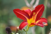 großbritannien england wisley garden blume orchidee rot exotisch
