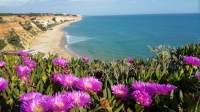 portugal algarve lila blumen strand meer portugal-2000316_960_720