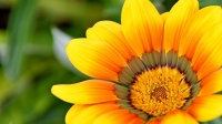 blume gelb