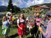 italien südtirol trentino kuh trachten dirndl