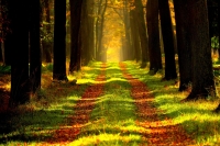 wald, emsland