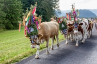 österreich tirol almabtrieb kuh kühe almabtrieb-2105543_960_720