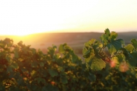 rheinland pfalz rheinhessen elsheim stadecken stadecken-elsheim weinberg weinberge weinanbau wein weinrebe rebe trauben weintrauben