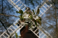 deutschland niedersachsen stade altes land mühle blüte kirschblüte