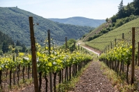 rheinland pfalz ahrtal bad neuenahr ahrweiler rotweinwanderweg reben wein weinanbau weinrebe rebstock rebstöcke weinstock weinberg