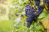 Freie kommerzielle Nutzung Kein Bildnachweis nötig wine-980218_960_720