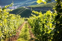 rheinland pfalz ahrtal bad neuenahr ahrweiler rotweinwanderweg reben wein weinanbau weinrebe rebstock rebstöcke weinstock weinberg spätburgunder weinlaub weintrauben
