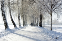 baumallee, chiemgau, winter, schnee, winterlich, personen tree-lined-avenue-587477_960_720