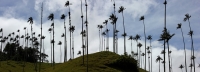 kolumbien valle de cocora tal palmen valle-de-cocora-2912475_960_720