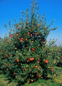 Apfelbaum Apfelbaum