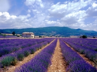 frankreich  provence lavendel frankreich 024-35--f--provencelandschaft neutral.jpg
