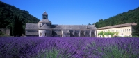 frankreich provence abtei von senanque lavendel frankreich 024-38--f--provence--abtei von senanque.jpg