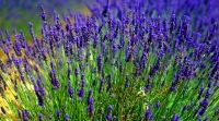 Lavendel in der Provence Lavendel in der Provence
