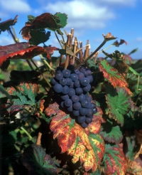 frankreich champagne weinrebe weintrauben frankreich 031-31--f--champagne--neutral--weinrebe