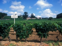 frankreich champagne weingut weinreben frankreich 031-35--f--weingut in der champagne
