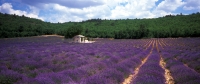 frankreich  provence lavendel frankreich 031-42--f--provencelandschaft neutral.jpg