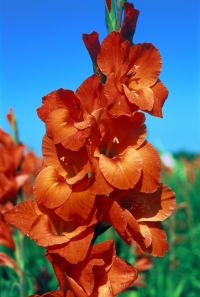 Niederlande Blumenland