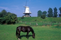 Niederlande Windmühle Pferd Idylle niederlande käsekopp 041-01--nl--neutral--ländliche idylle.jpg