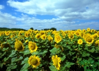 Sonnenblumenfeld