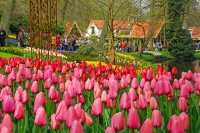 Keukenhof