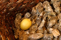 frankreich normandie muscheln normandie, gastronomie, muscheln