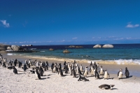 Brillenpinguine, Südafrika