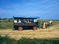 deutschland mvp hiddensee kutschfahrt deutschland mvp hiddensee kutschfahrt