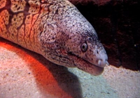  Sealife